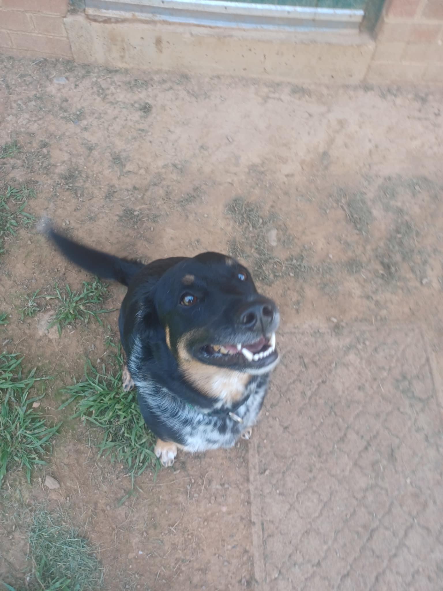 Enlarge Oliver, a Adoptable mixed breed in Berryville, VA image 2/4