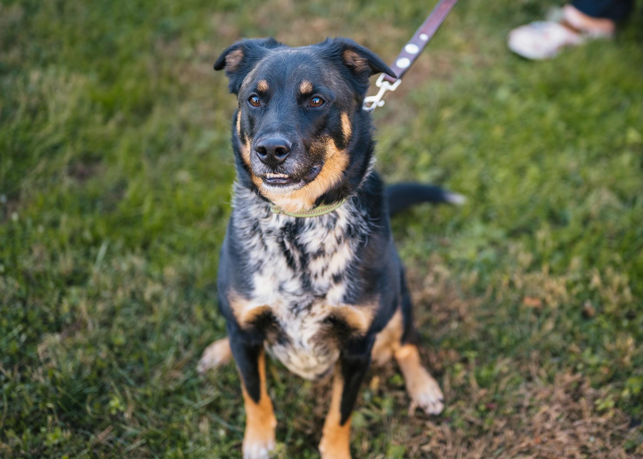 Enlarge Oliver, a Adoptable mixed breed in Berryville, VA image 1/4