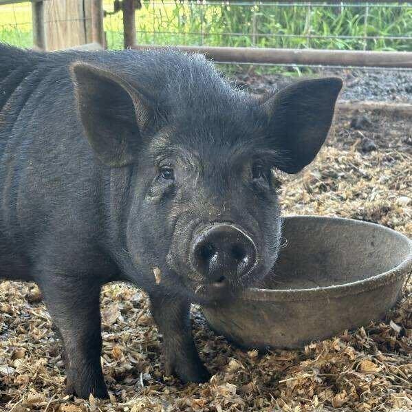 Enlarge Romeo, a Adoptable Pig in Asheville, NC image 1/1