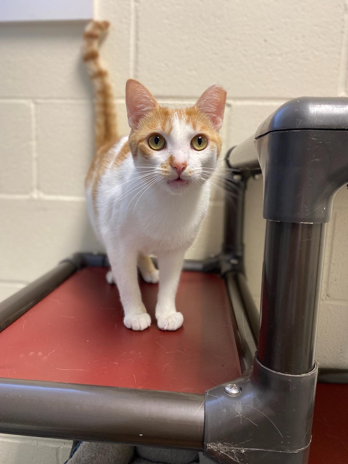 Enlarge Chip, a Adoptable Domestic Short Hair in Burgaw, NC image 2/3