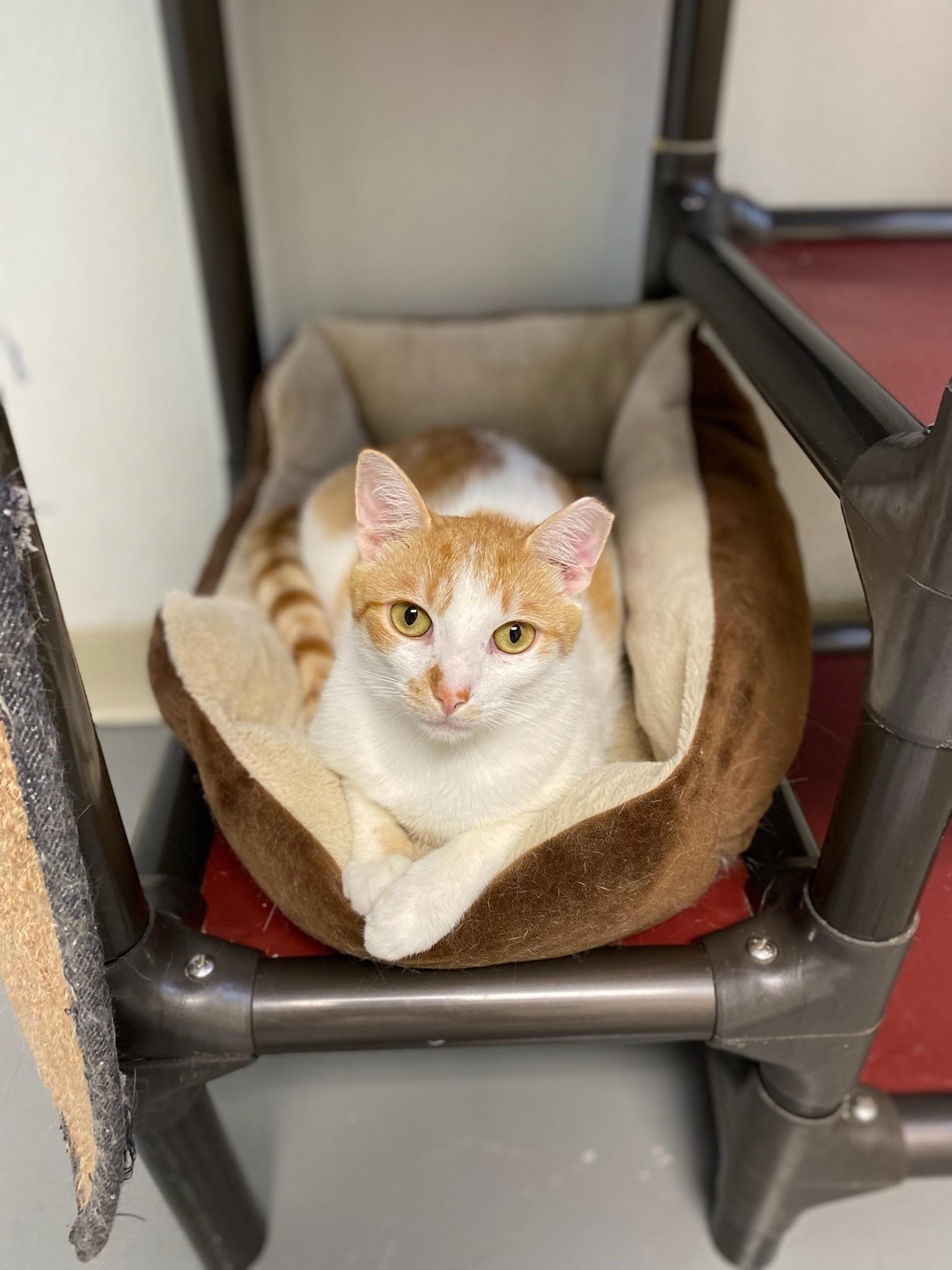 Enlarge Chip, a Adoptable Domestic Short Hair in Burgaw, NC image 3/3