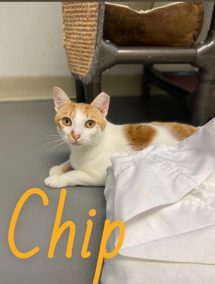Enlarge Chip, a Adoptable Domestic Short Hair in Burgaw, NC image 1/3