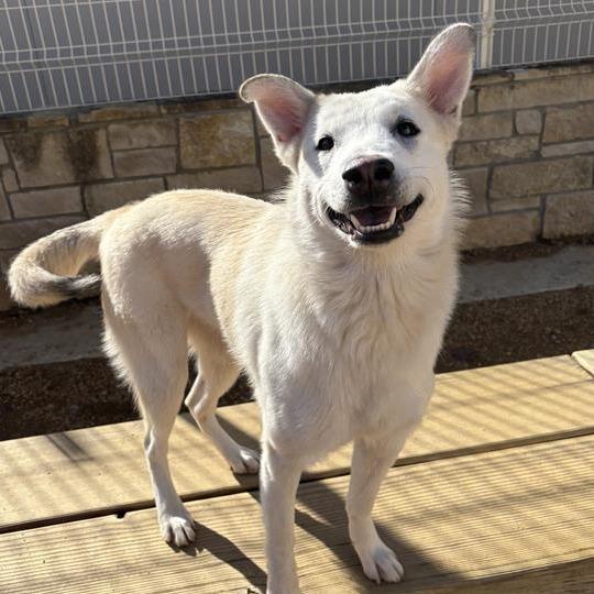 Enlarge Cotton, a Adoptable Mixed Breed in Bentonville, AR image 1/4