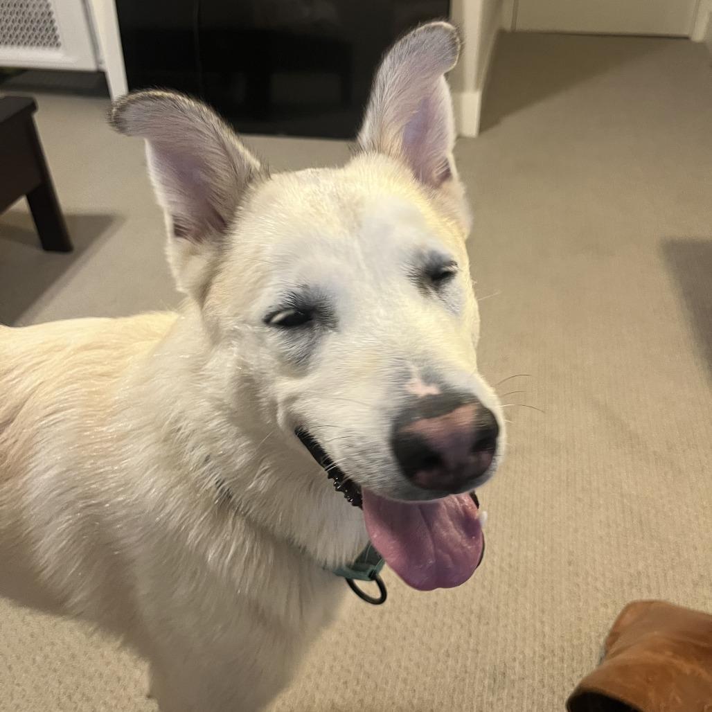 Enlarge Cotton, a Adoptable Mixed Breed in Bentonville, AR image 2/4