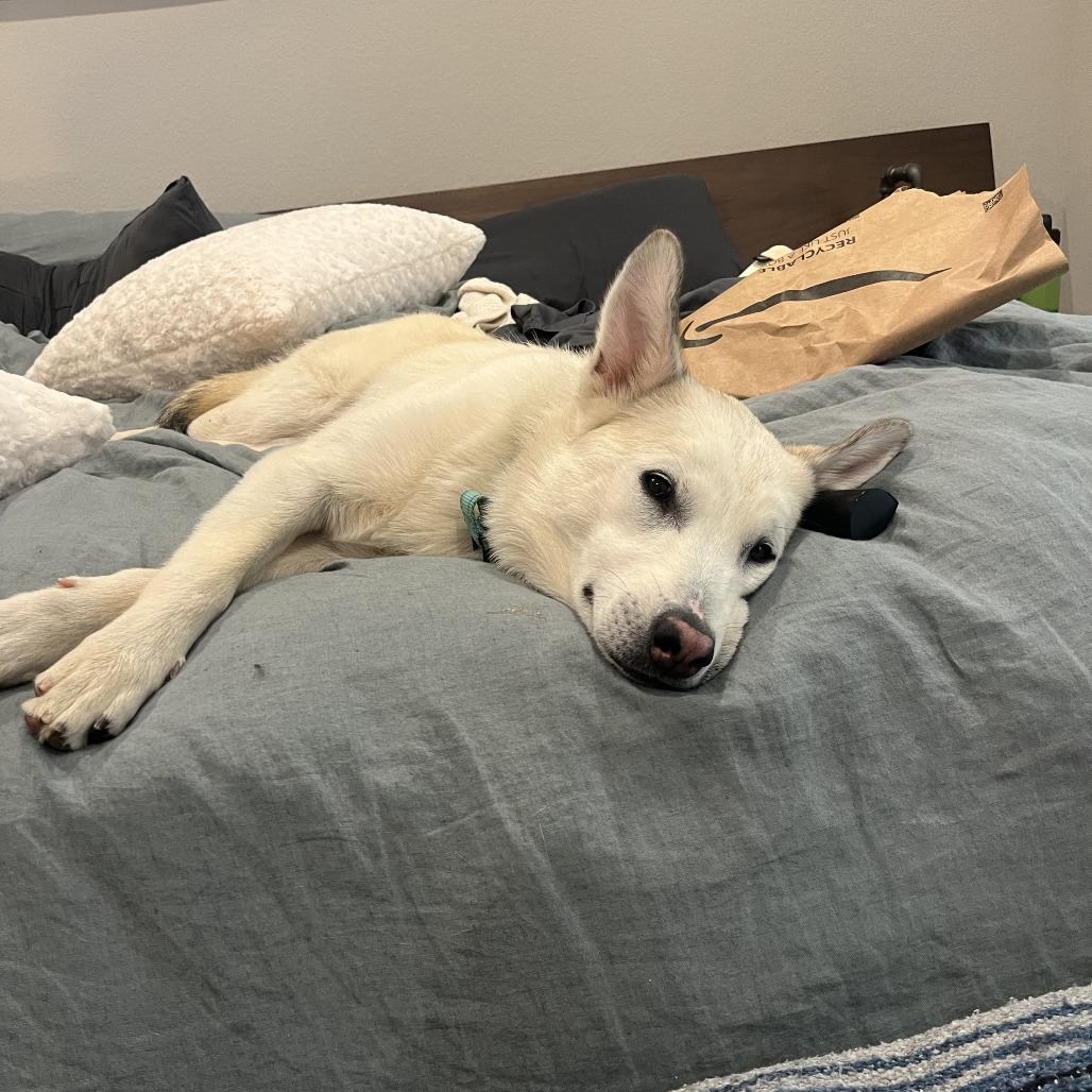 Enlarge Cotton, a Adoptable Mixed Breed in Bentonville, AR image 4/4