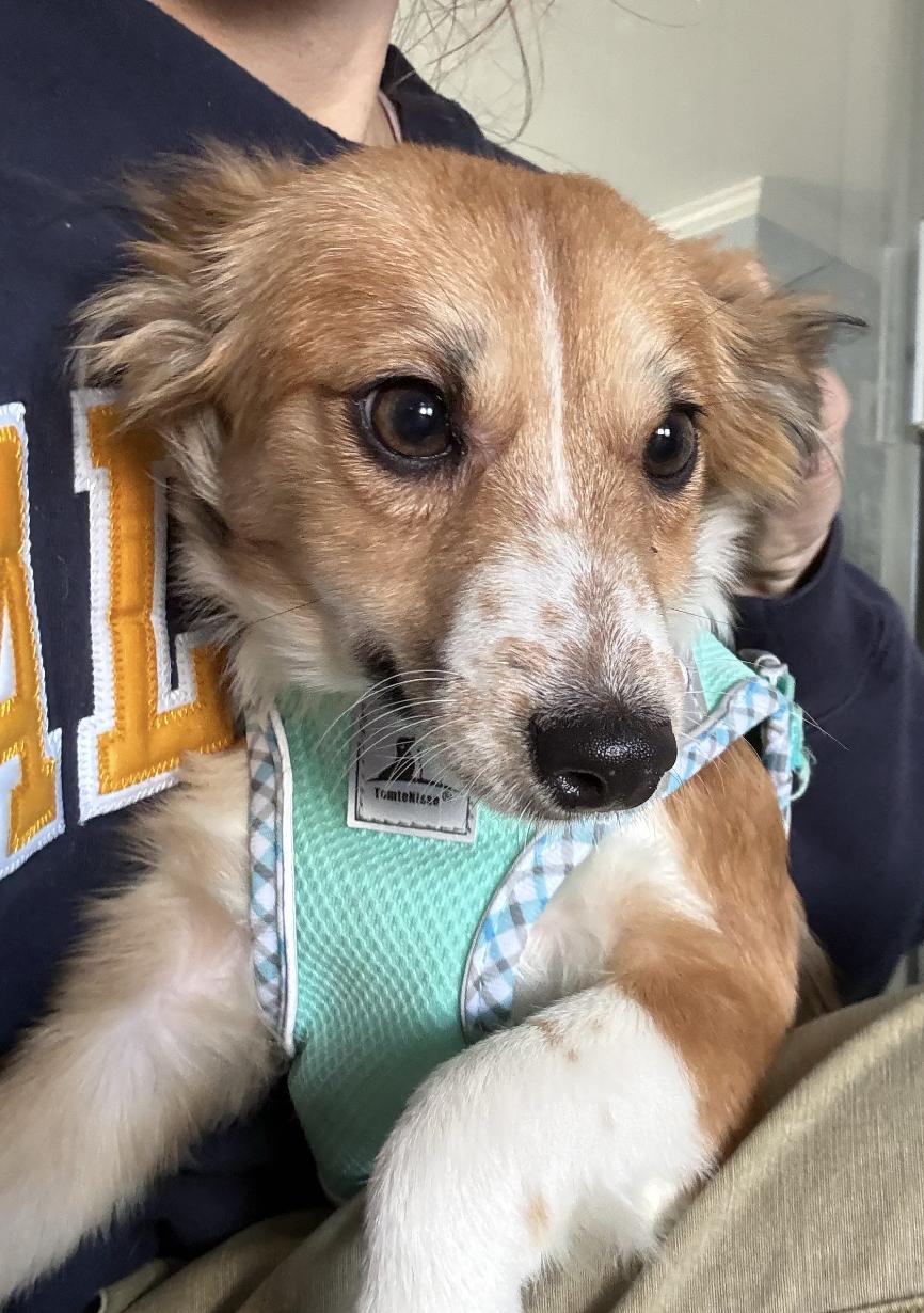 Enlarge Mabel, an adopted mixed breed in Davis, CA image 4/6