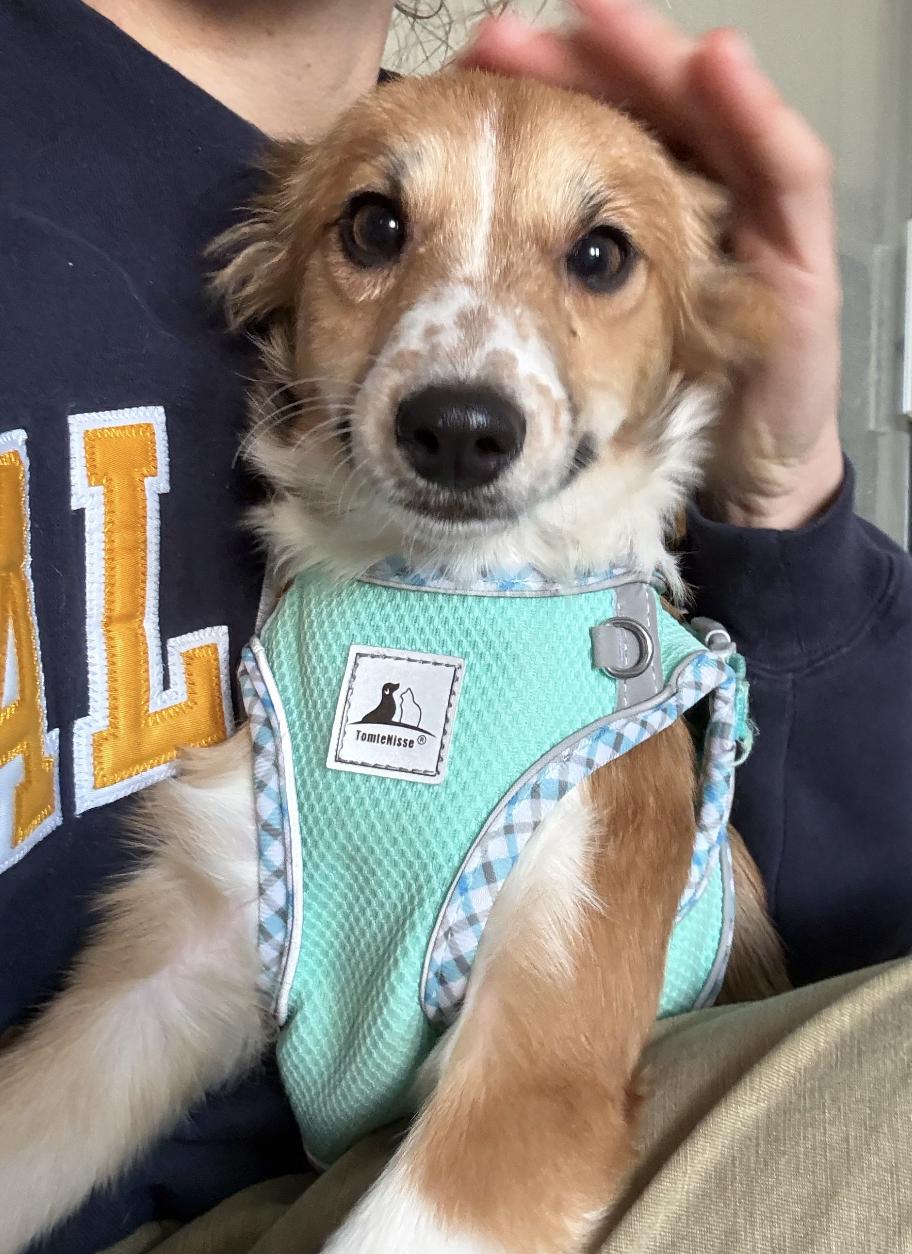 Enlarge Mabel, an adopted mixed breed in Davis, CA image 1/6