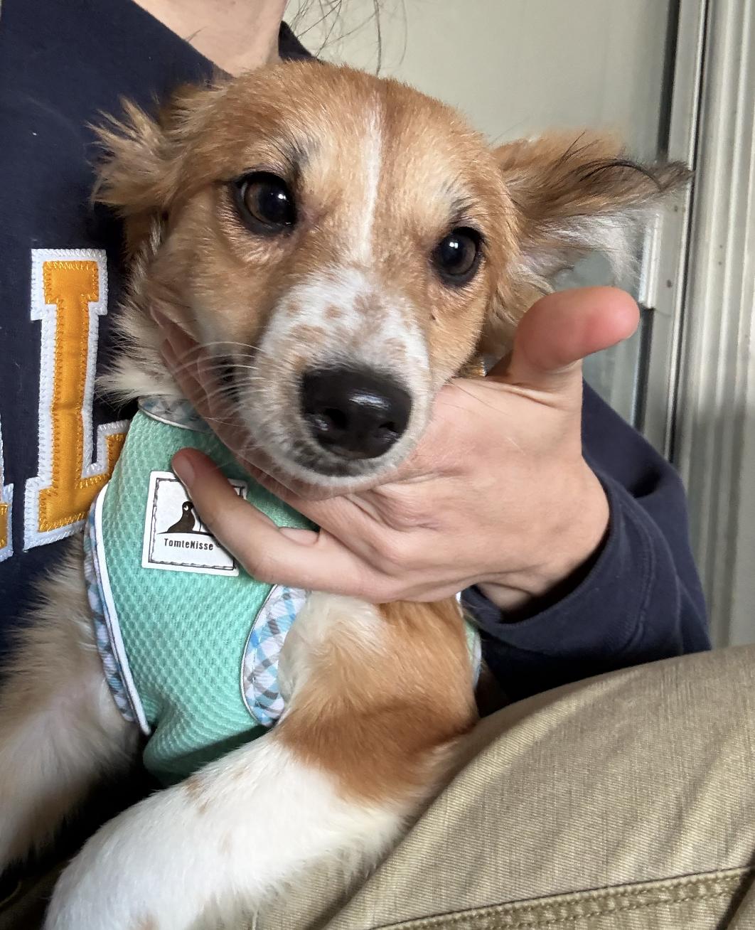 Enlarge Mabel, an adopted mixed breed in Davis, CA image 6/6