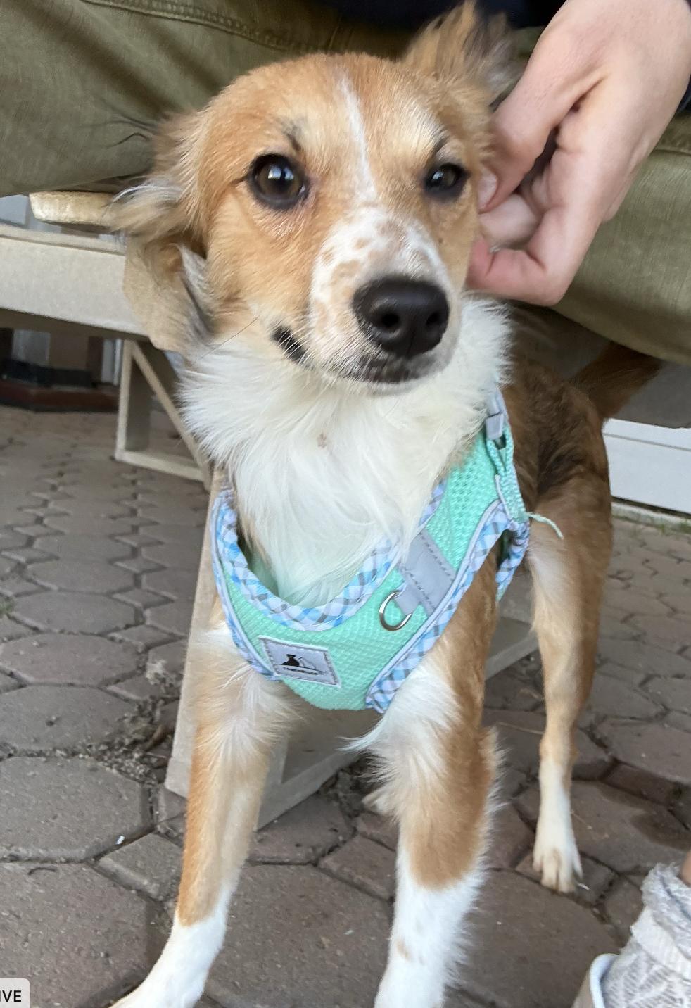 Enlarge Mabel, an adopted mixed breed in Davis, CA image 2/6