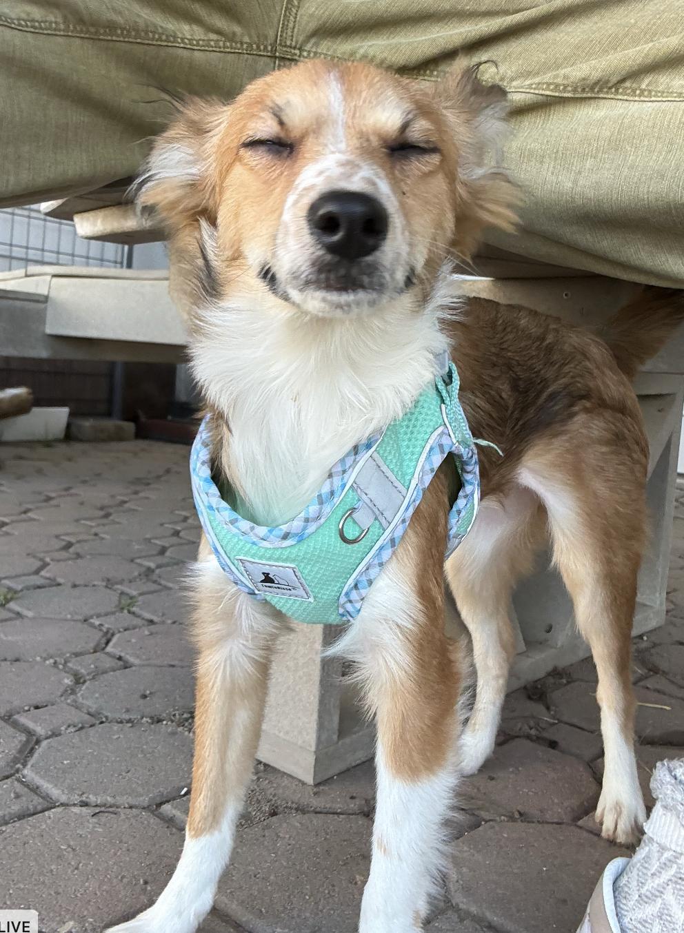 Enlarge Mabel, an adopted mixed breed in Davis, CA image 5/6