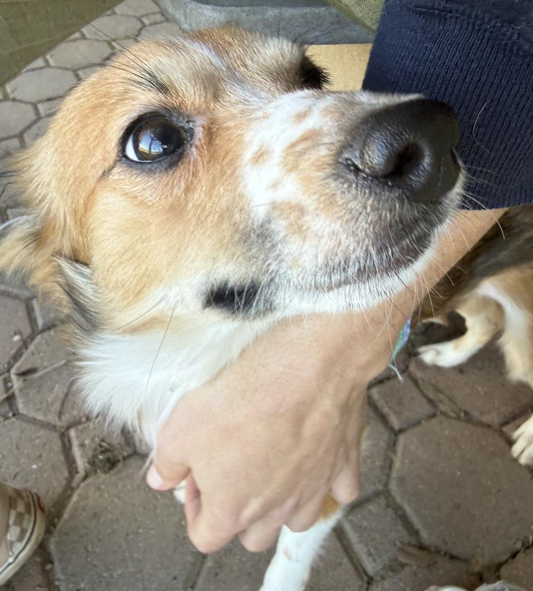 Enlarge Mabel, an adopted mixed breed in Davis, CA image 3/6