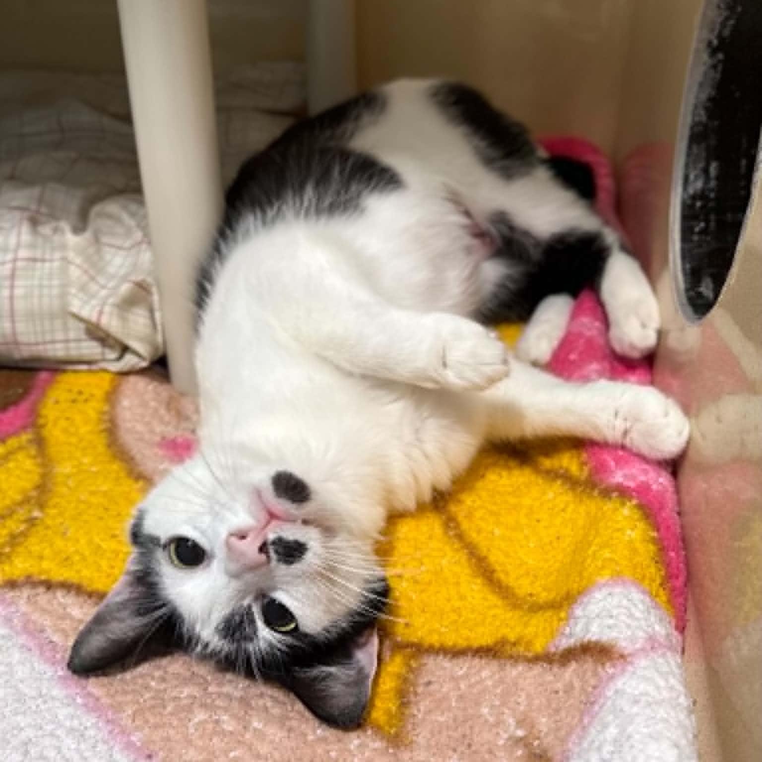 Ocean, adopted, Adult Female Domestic Short Hair.