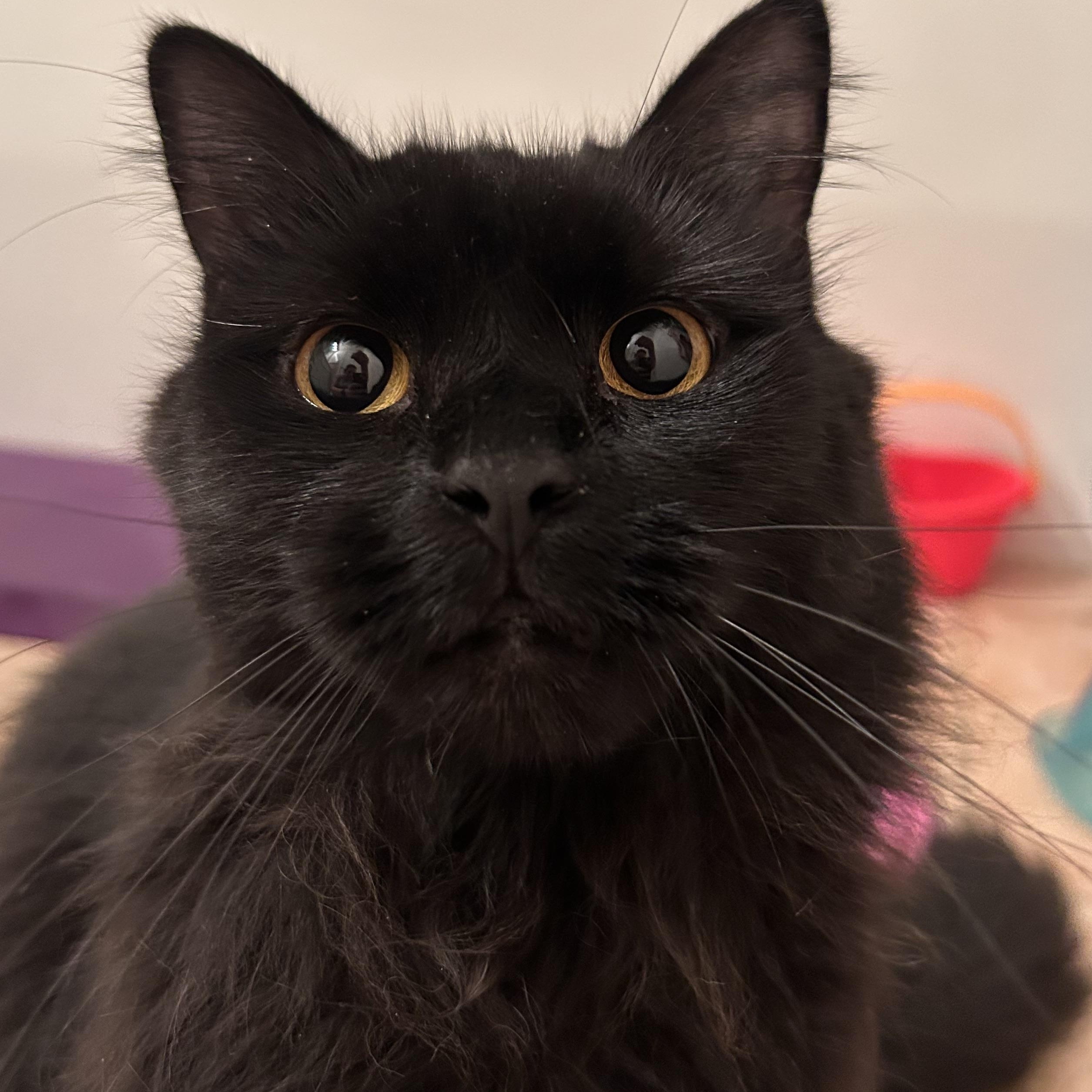 Enlarge Cinder, an adopted Domestic Long Hair in Medford, MA image 2/6