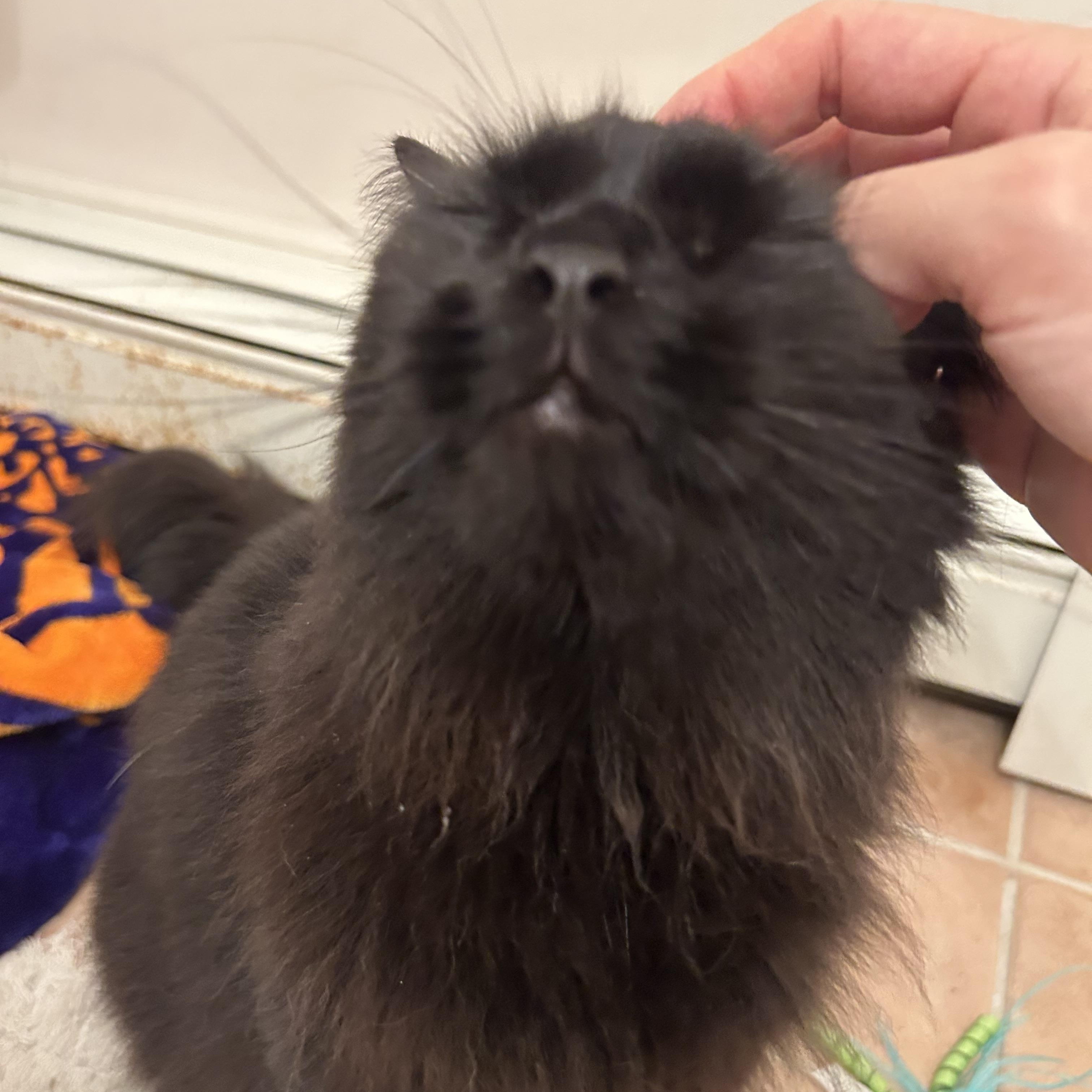 Enlarge Cinder, an adopted Domestic Long Hair in Medford, MA image 6/6