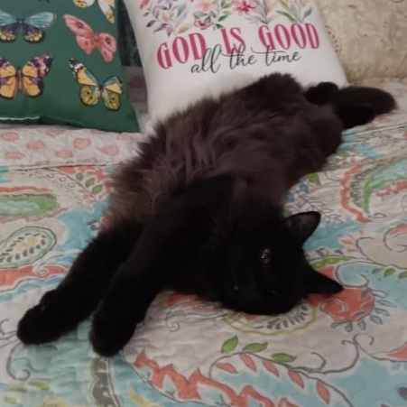 Enlarge Cinder, an adopted Domestic Long Hair in Medford, MA image 3/6