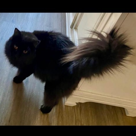 Cinder, adopted, Young Female Domestic Long Hair.