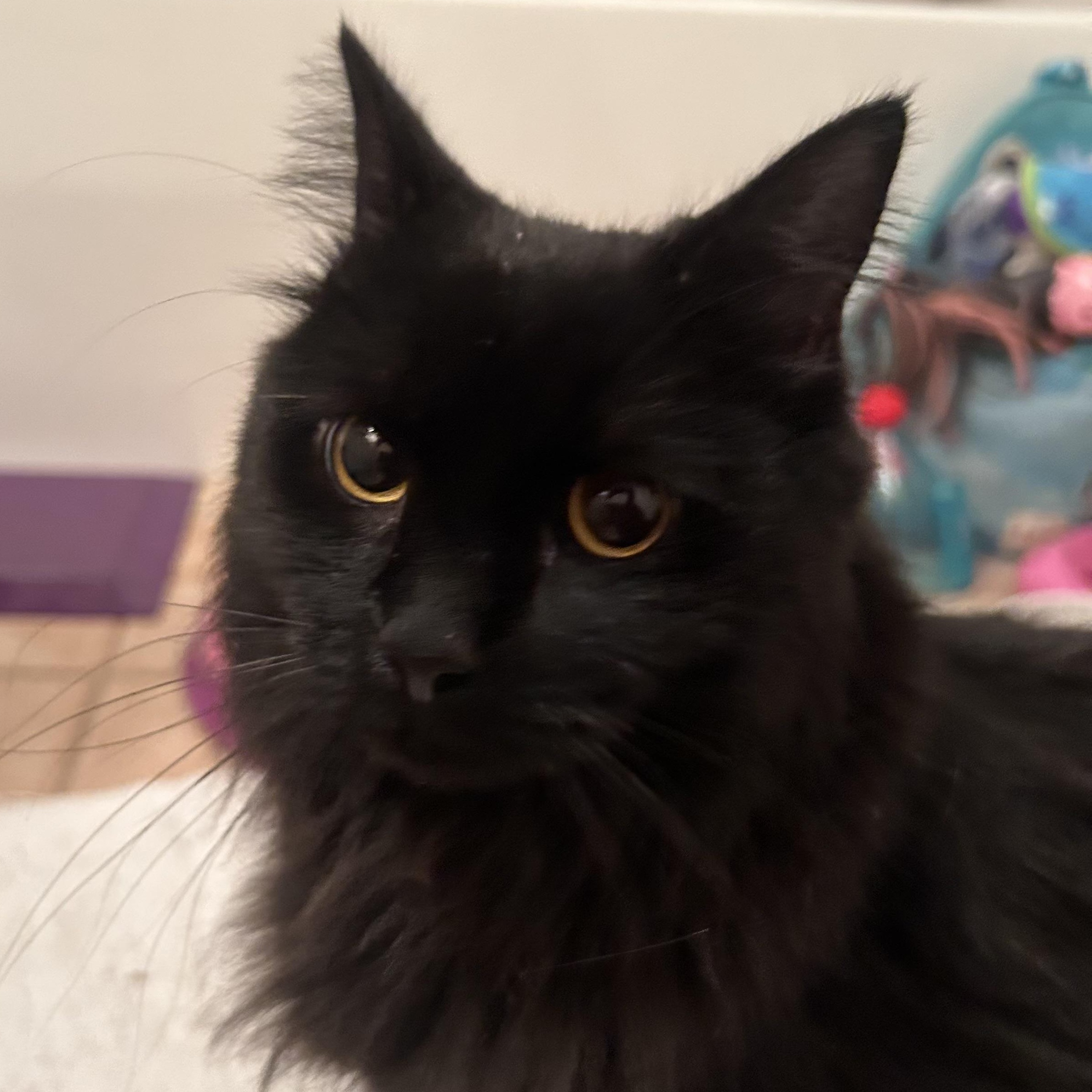 Enlarge Cinder, an adopted Domestic Long Hair in Medford, MA image 5/6