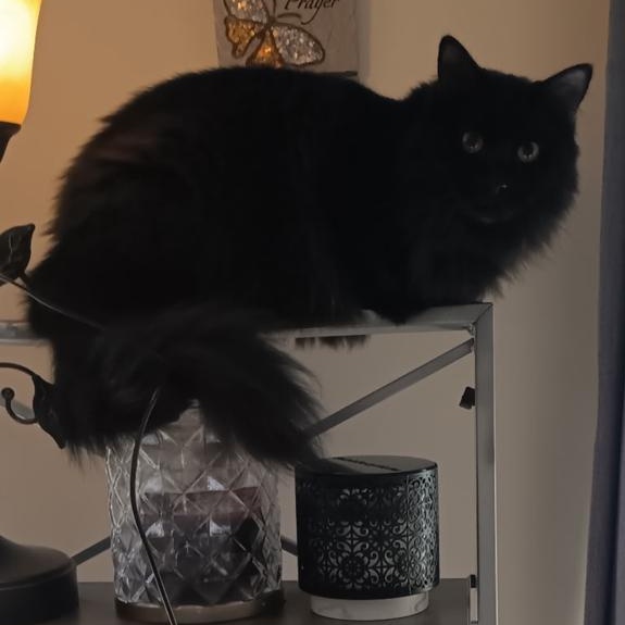 Enlarge Cinder, an adopted Domestic Long Hair in Medford, MA image 4/6