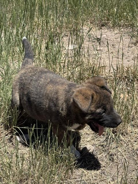 Miley, Adoptable, Puppy Female Boxer & Australian Cattle Dog / Blue Heeler.