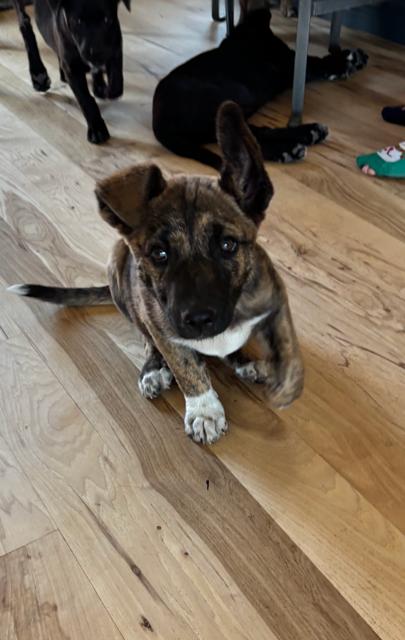 Miley, a Adoptable mixed breed in Midway, UT image 2/3