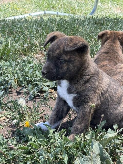 Miley, a Adoptable mixed breed in Midway, UT image 3/3