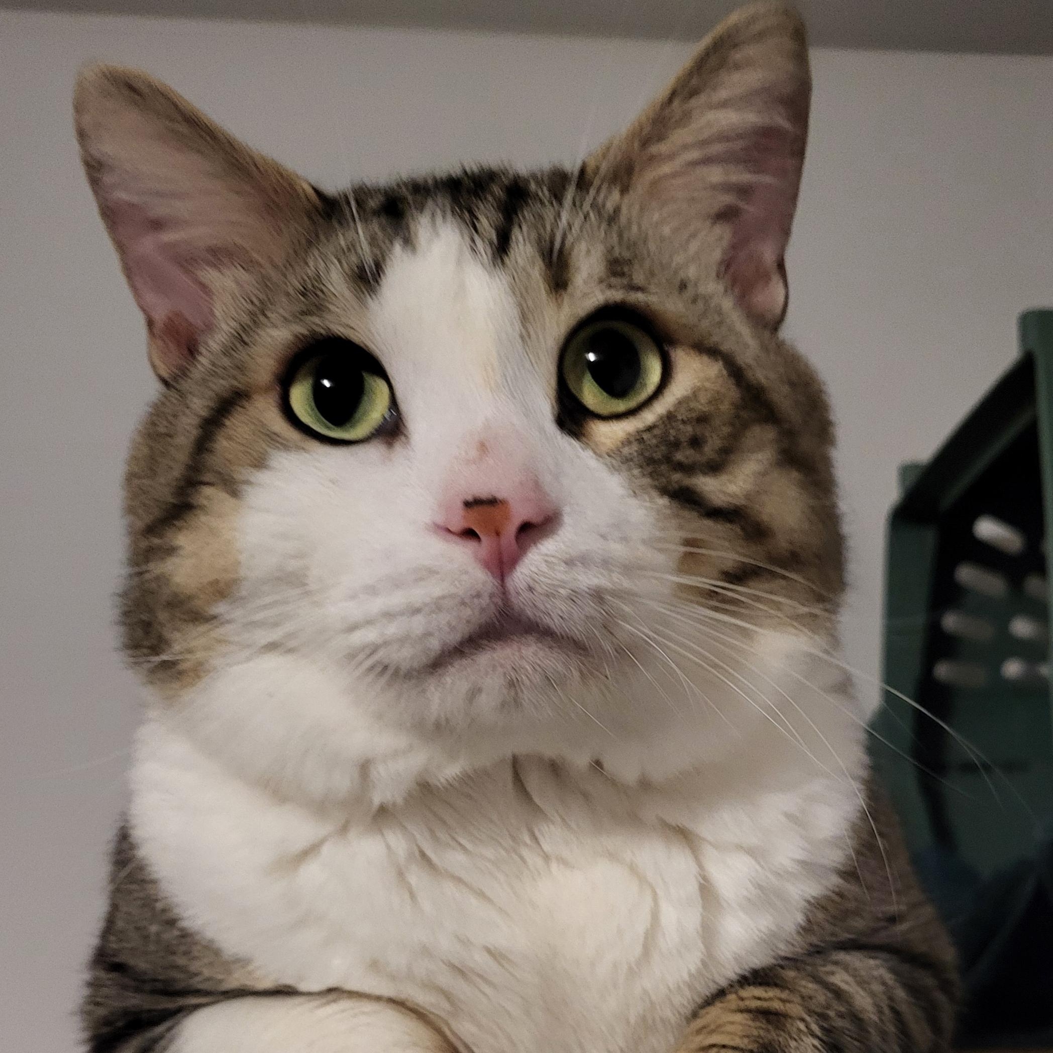 Enlarge Dougal, a Adopted Domestic Short Hair in Scarborough, ON image 1/1