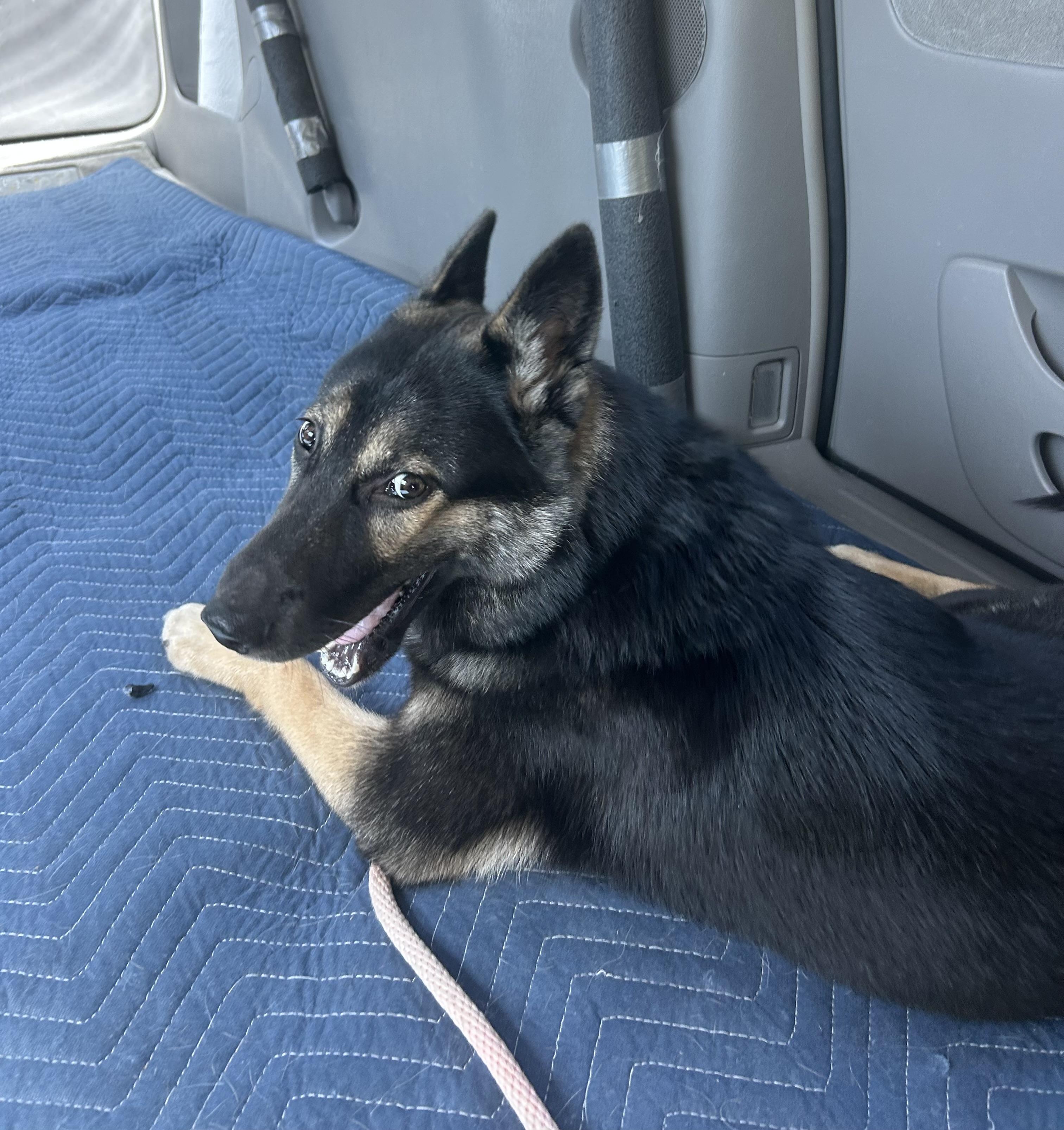 Enlarge Elsa, an adopted mixed breed in Richmond, TX image 4/4