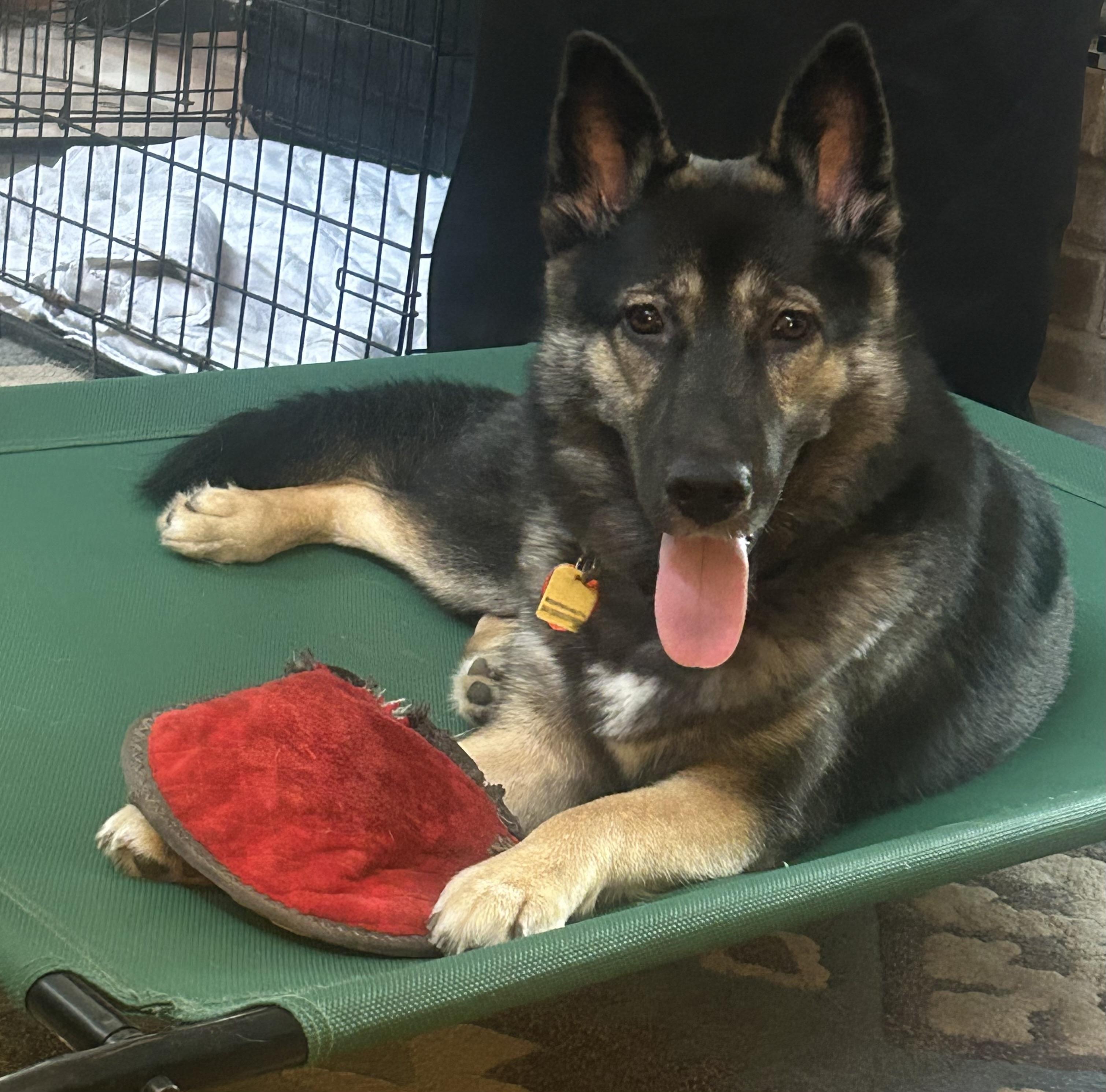 Elsa, adopted, Young Female German Shepherd Dog & Siberian Husky.