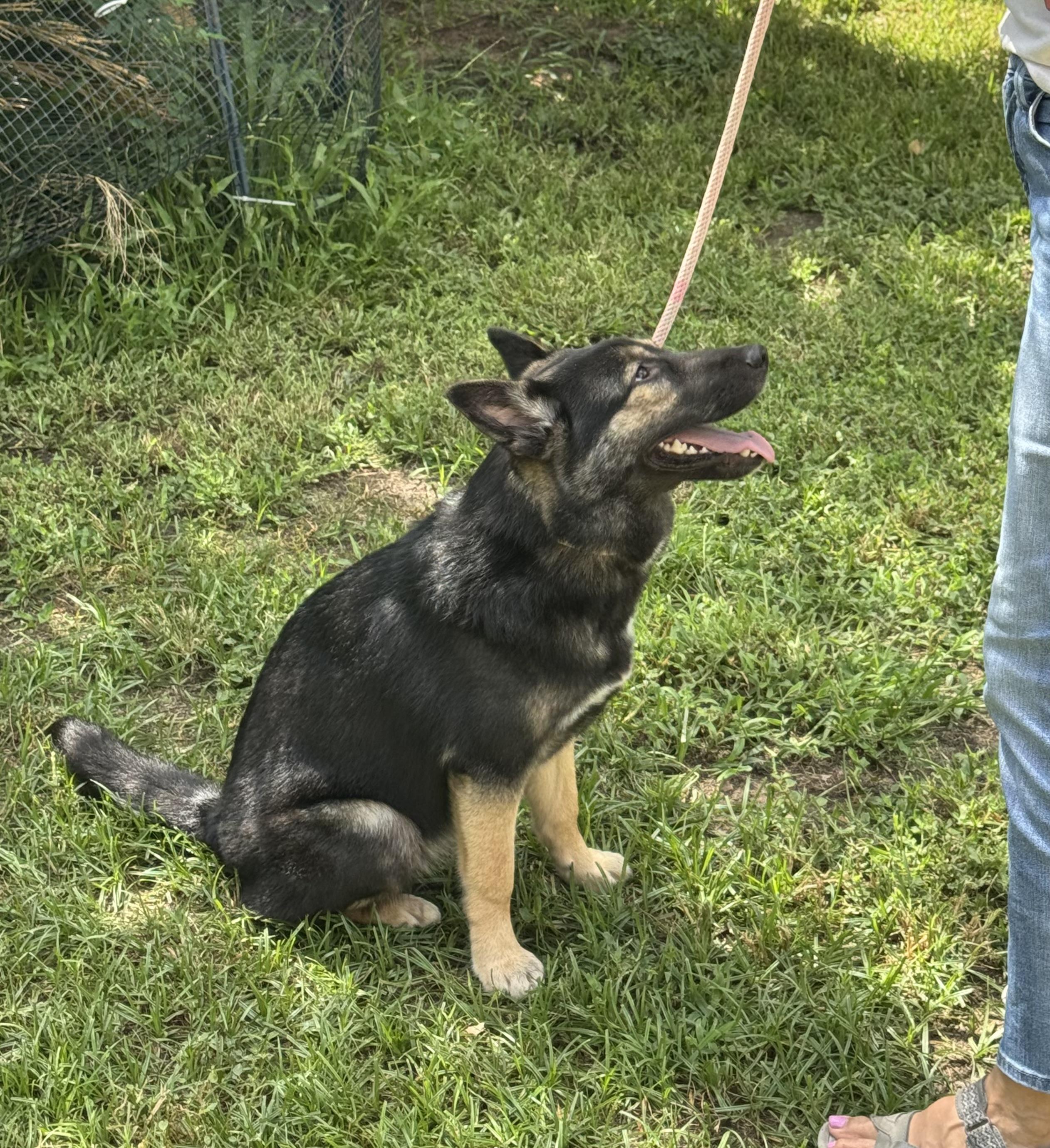 Enlarge Elsa, an adopted mixed breed in Richmond, TX image 3/4