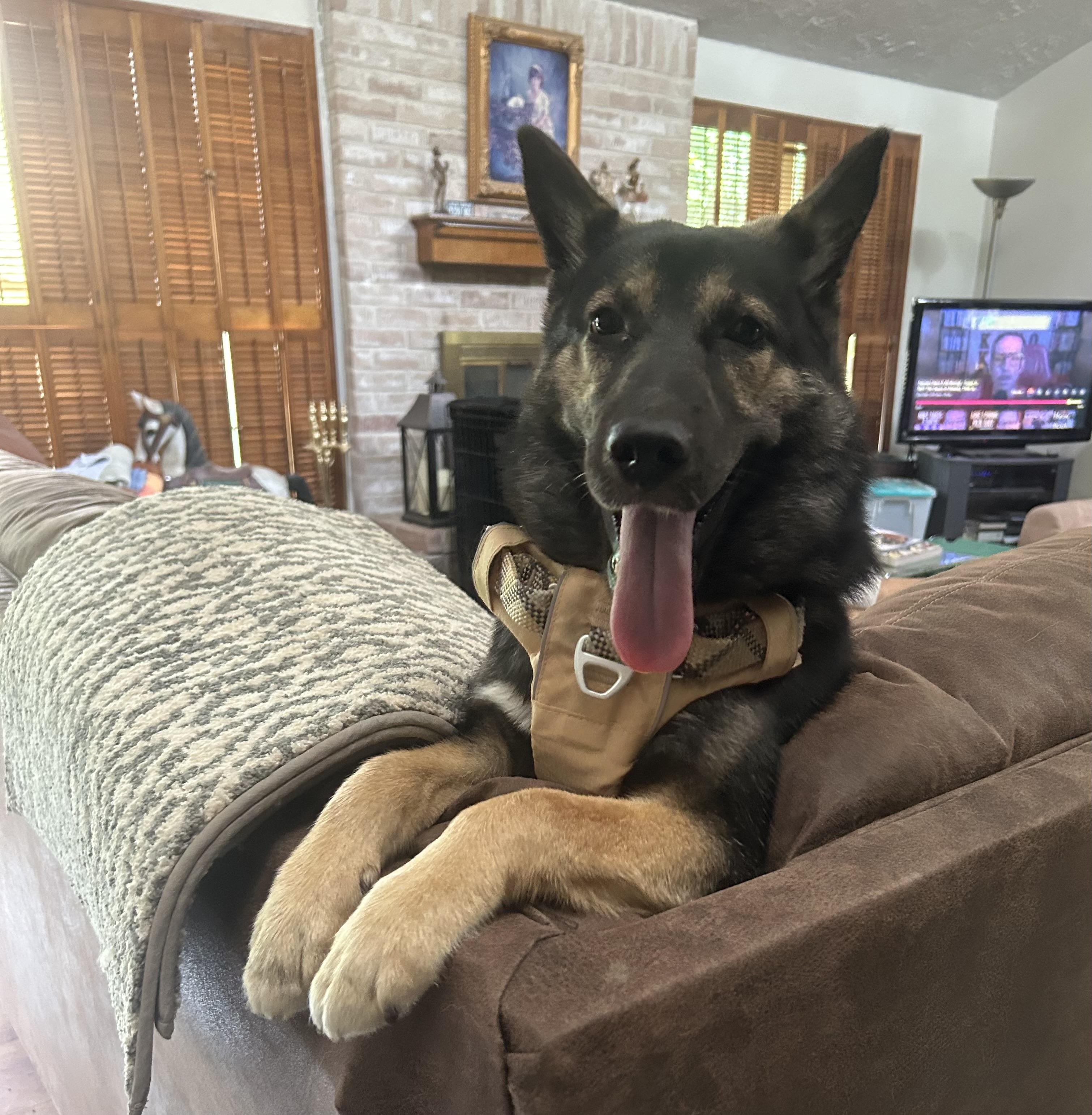 Enlarge Elsa, an adopted mixed breed in Richmond, TX image 2/4