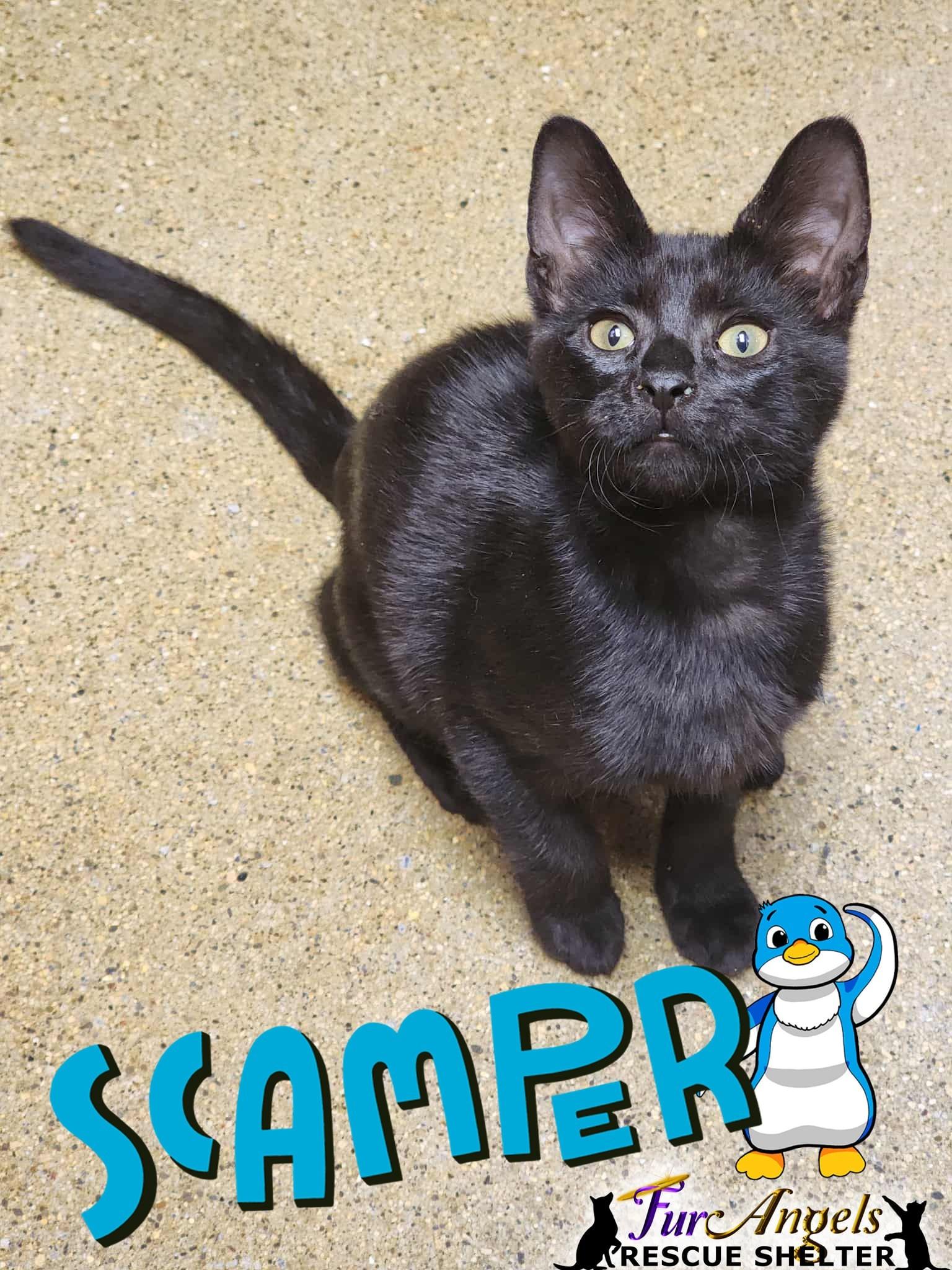 Scamper, Adoptable, Kitten Male Domestic Short Hair.