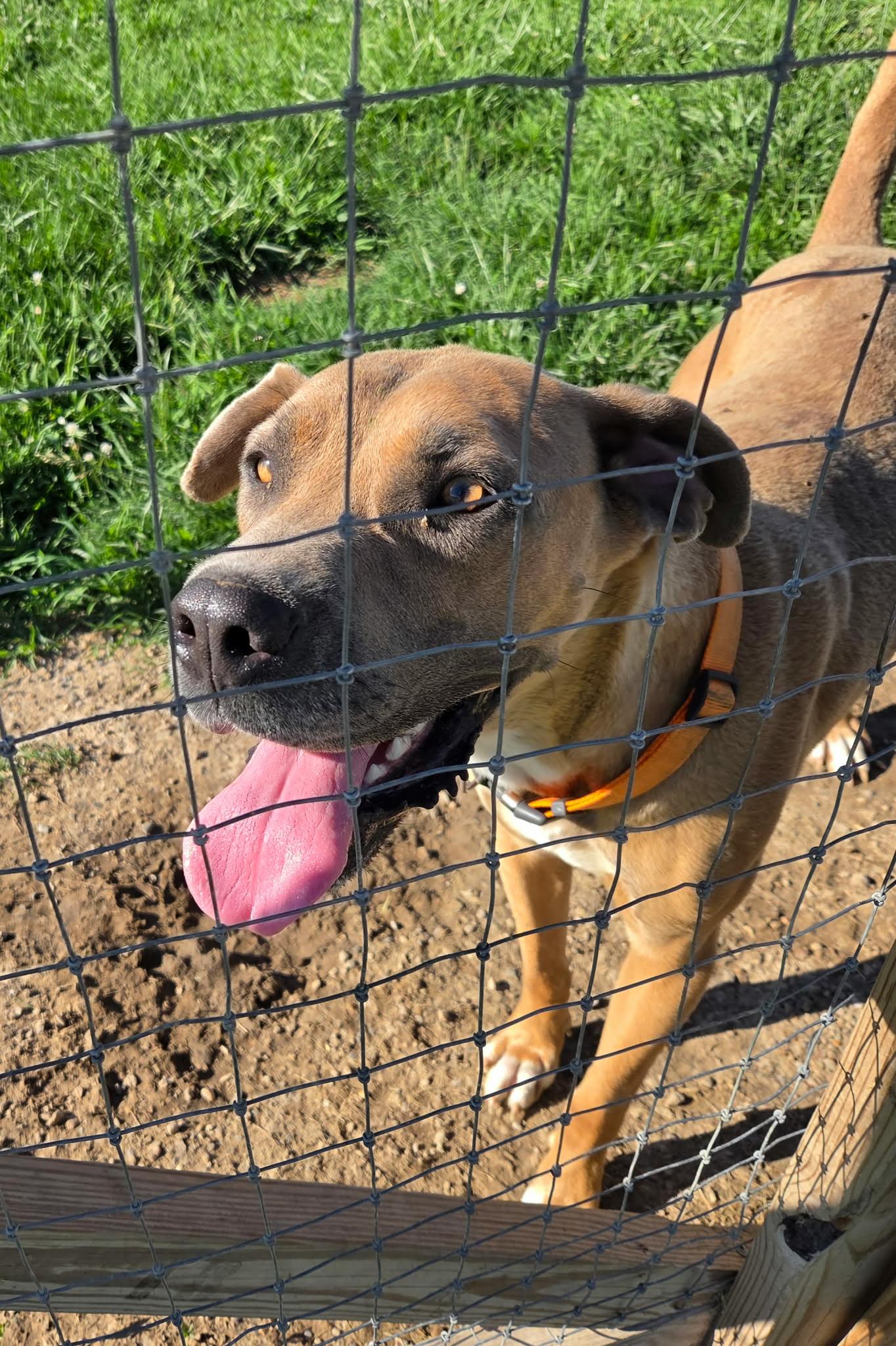 Axel, a ADOPTABLE mixed breed in Petersburg, IN image 3/3