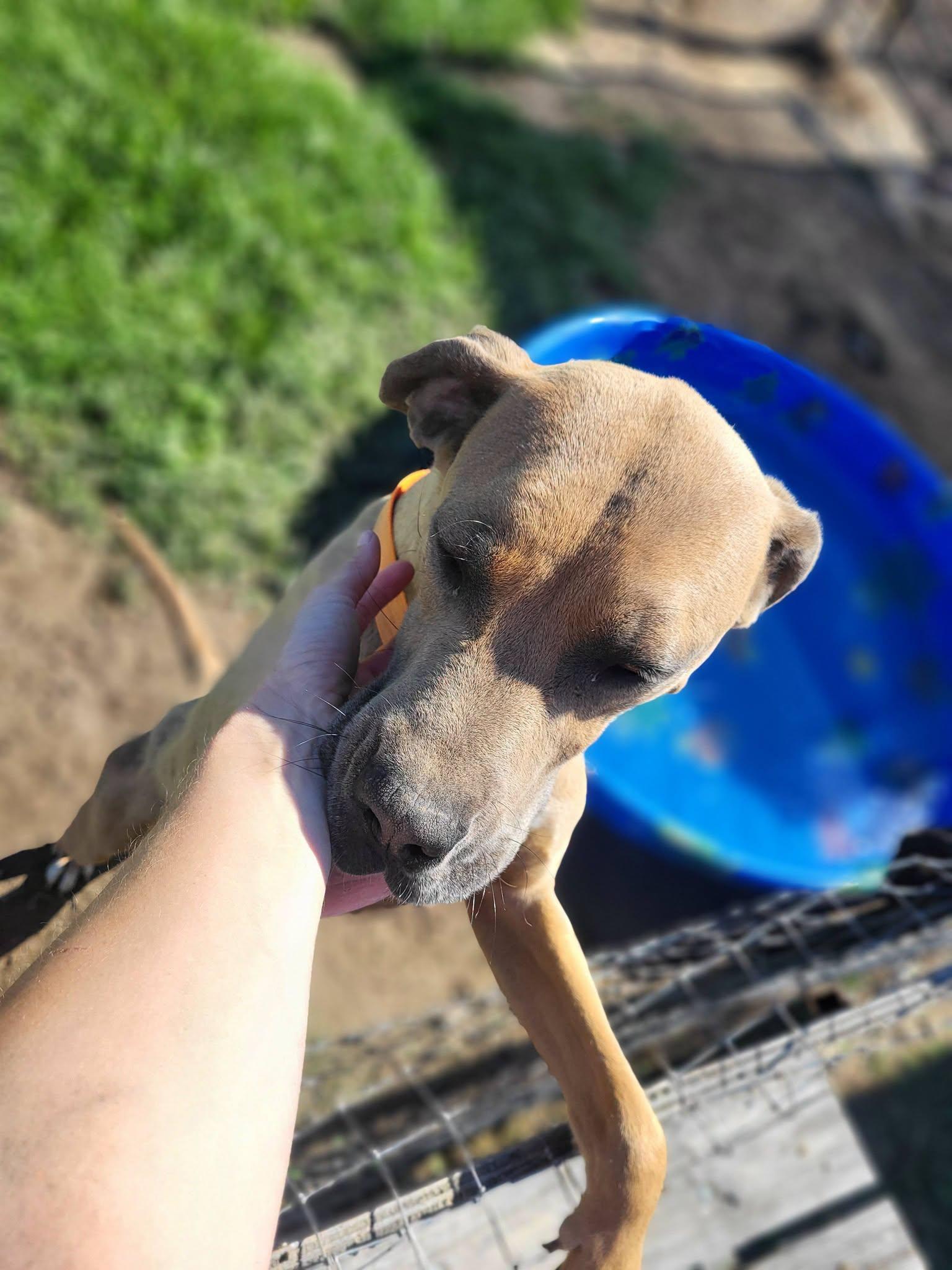 Axel, a ADOPTABLE mixed breed in Petersburg, IN image 2/3