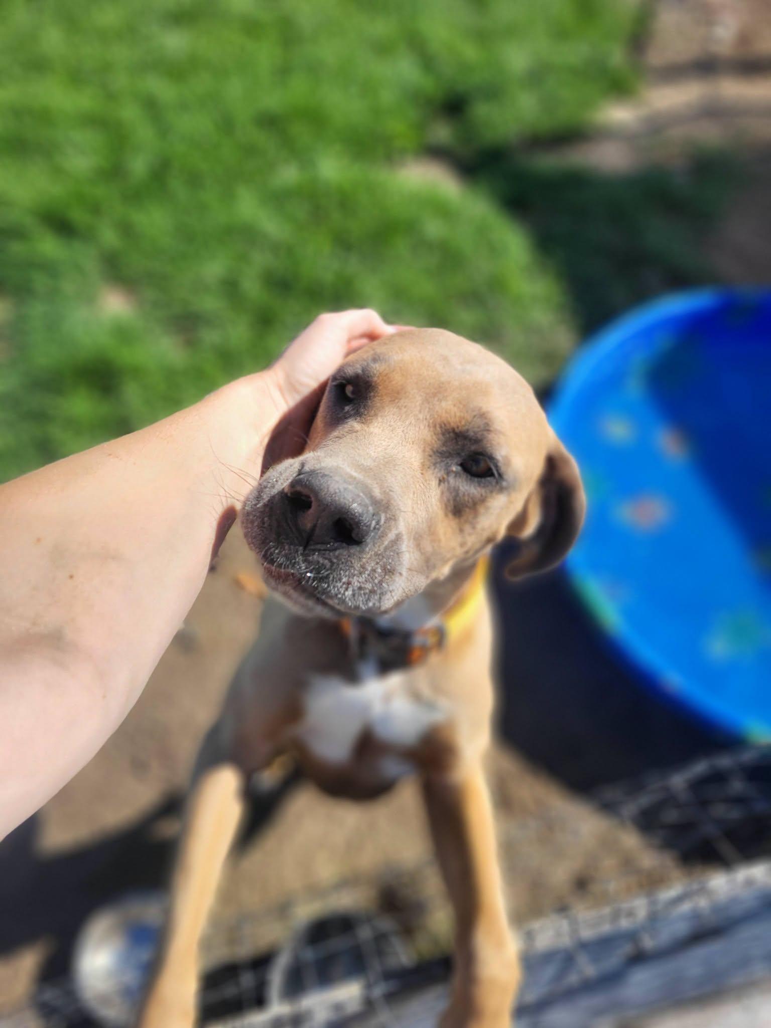 Axel, a ADOPTABLE mixed breed in Petersburg, IN image 1/3