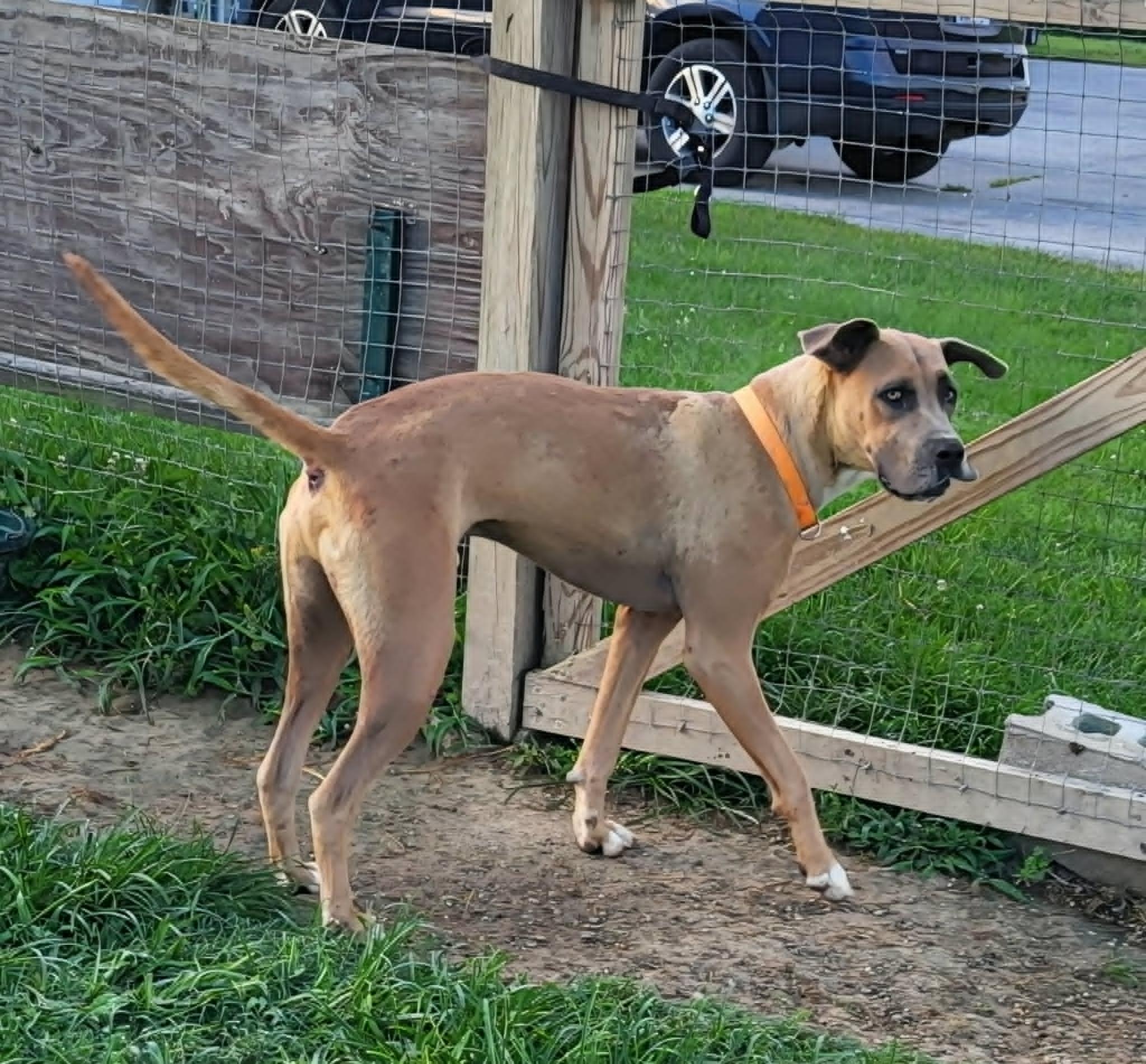 Axel, ADOPTABLE, Young Male Great Dane & Shar-Pei.