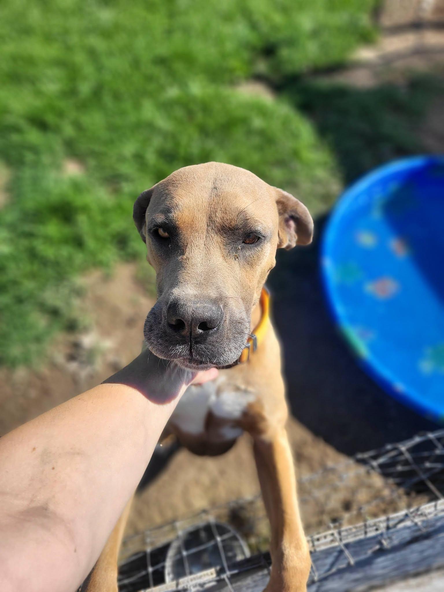 Axel, a ADOPTABLE mixed breed in Petersburg, IN image 3/3