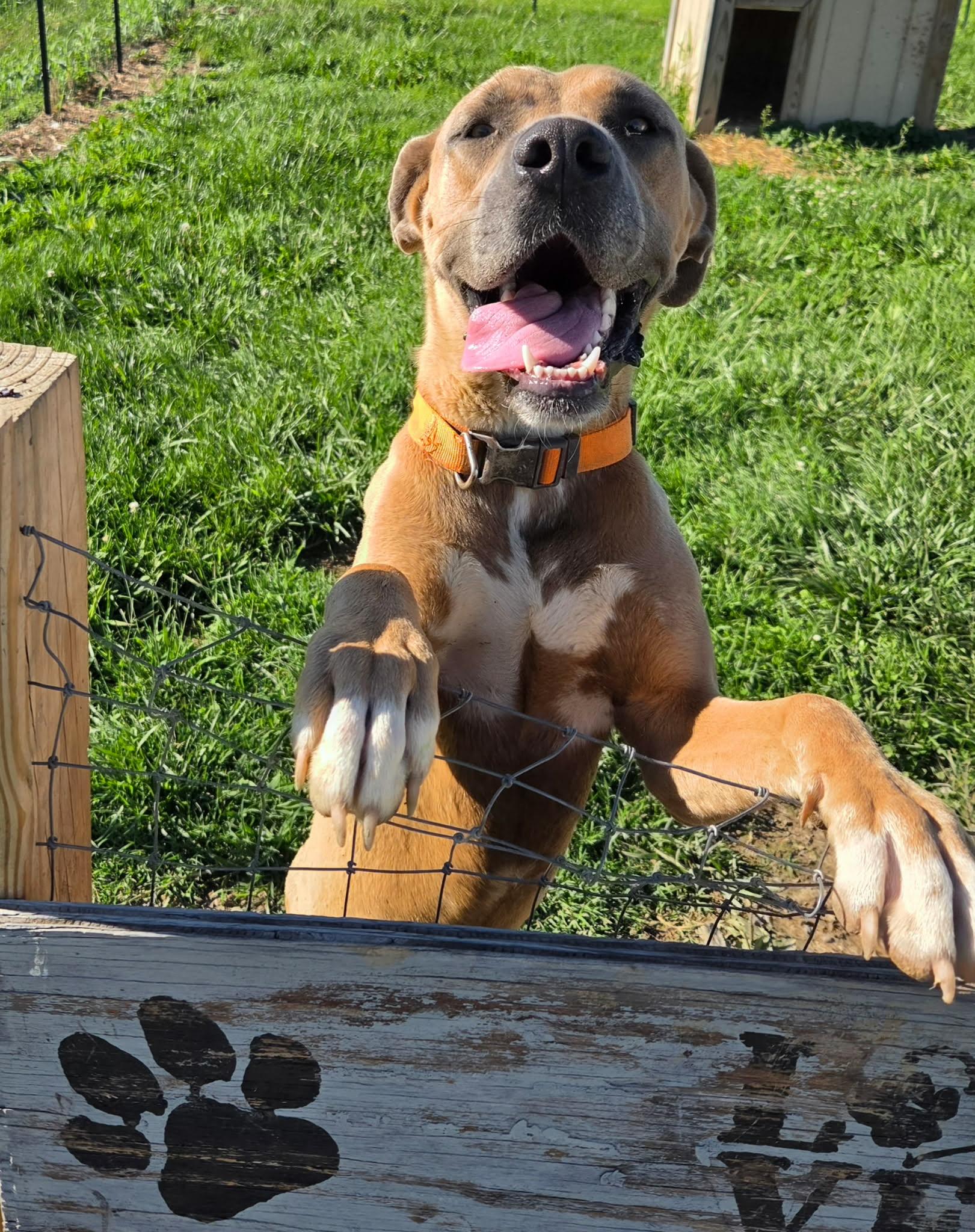 Axel, a ADOPTABLE mixed breed in Petersburg, IN image 2/3
