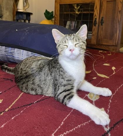 Jason Voorhees, a Adoptable mixed breed in Burlington, WI image 1/3