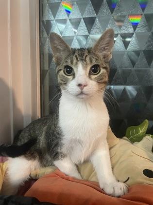 Jason Voorhees, a Adoptable mixed breed in Burlington, WI image 2/3