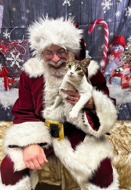 Enlarge Jason Voorhees, a Adoptable mixed breed in Burlington, WI image 3/3