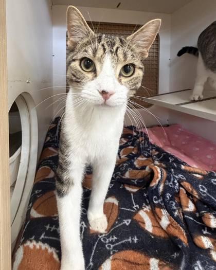 Jason Voorhees, a Adoptable mixed breed in Burlington, WI image 3/3