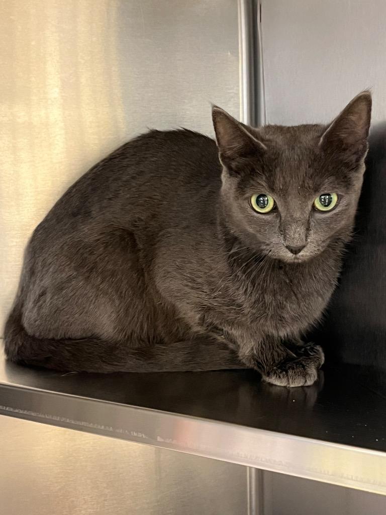 Ma, Adoptable, Adult Female Domestic Short Hair.