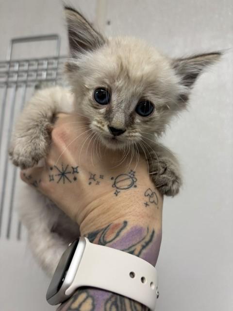 Enlarge TOFU, a Adoptable Domestic Short Hair in San Bernardino, CA image 1/1