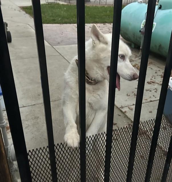 SNOWFLAKE, Adoptable, Adult Male Siberian Husky.