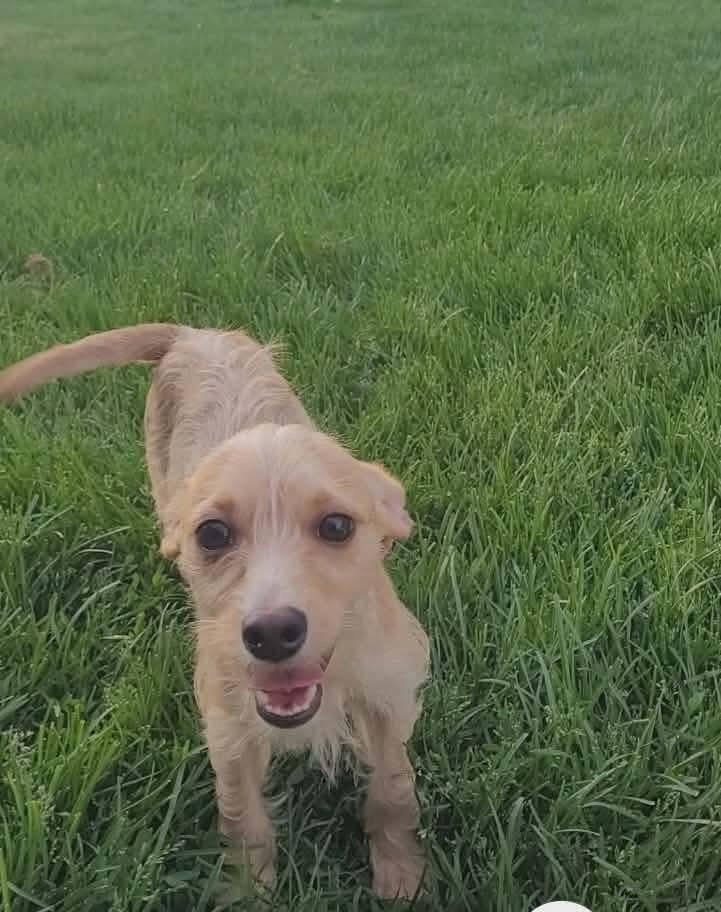 April, Adoptable, Puppy Female Chihuahua.