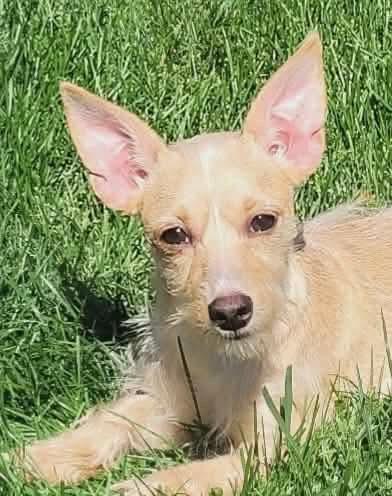 April, a Adoptable mixed breed in Bristol, WI image 2/6