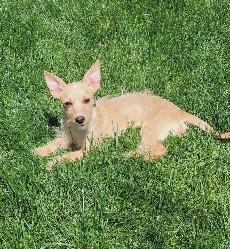 April, a Adoptable mixed breed in Bristol, WI image 6/6