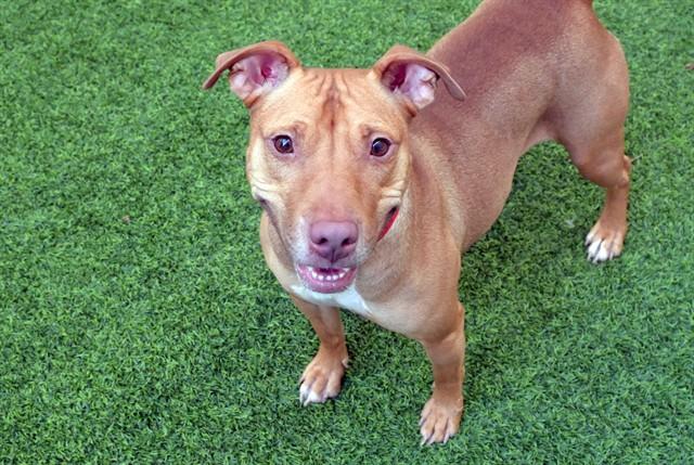 MAMA, Adoptable, Adult Female Australian Kelpie & Mixed Breed.