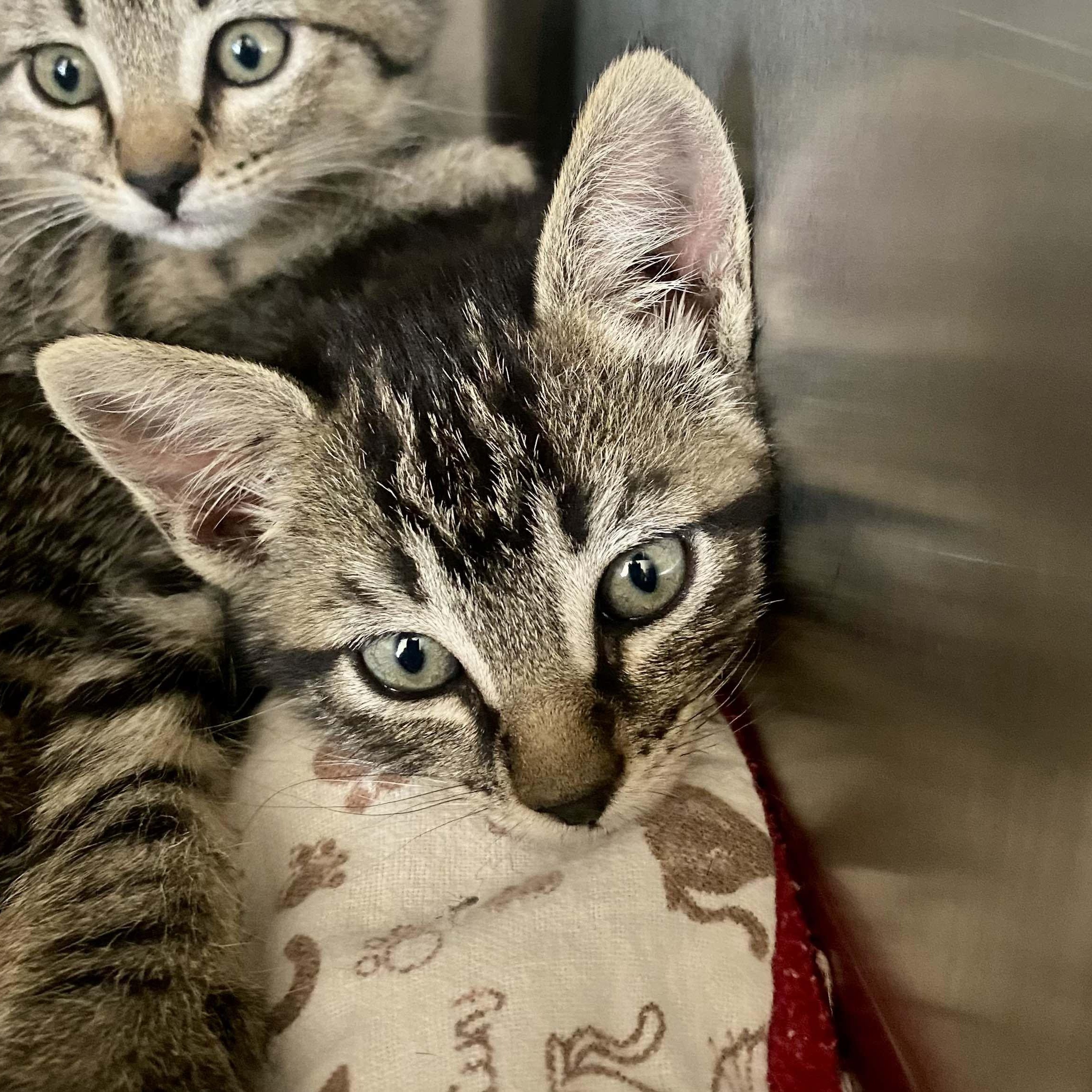 Penny, an adoptable Domestic Short Hair in Blackfoot, ID, 83221 | Photo Image 1
