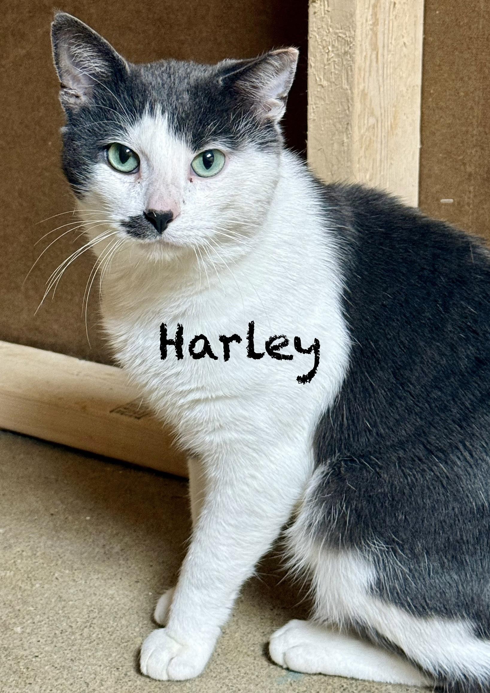 Harley, Adoptable, Adult Male Domestic Short Hair.